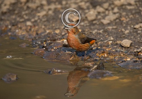  Male  Crossbill  DM1780